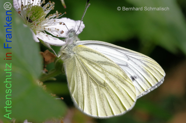 Bild zum Eintrag (1143688-160)