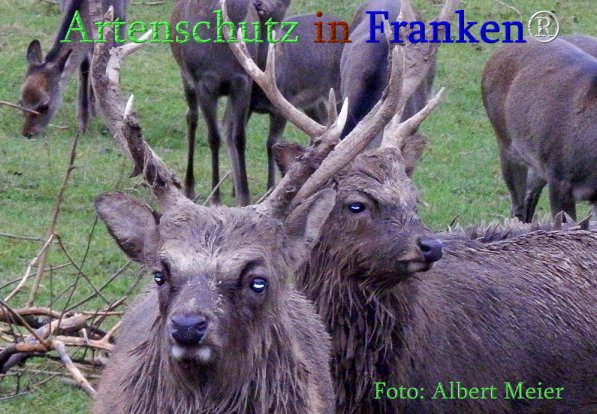 Bild zum Eintrag (1143760-160)