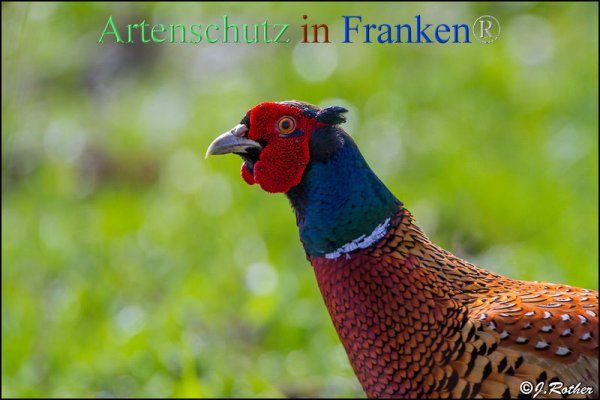Bild zum Eintrag (1143828-160)
