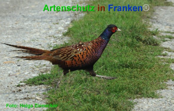 Bild zum Eintrag (1143829-160)