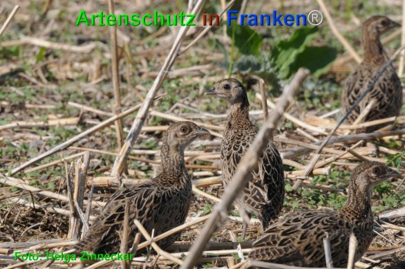 Bild zum Eintrag (1143831-160)
