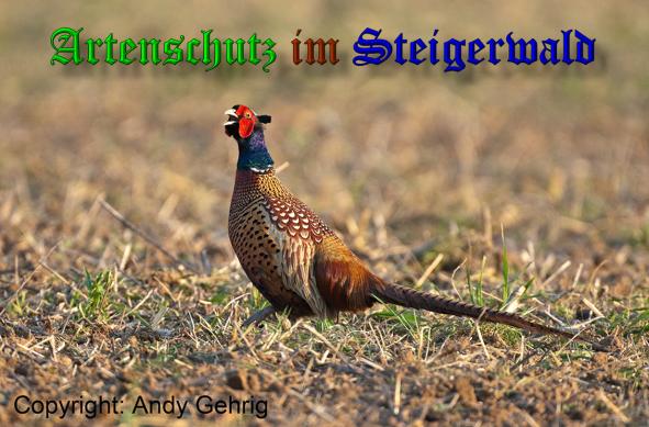 Bild zum Eintrag (1143833-160)