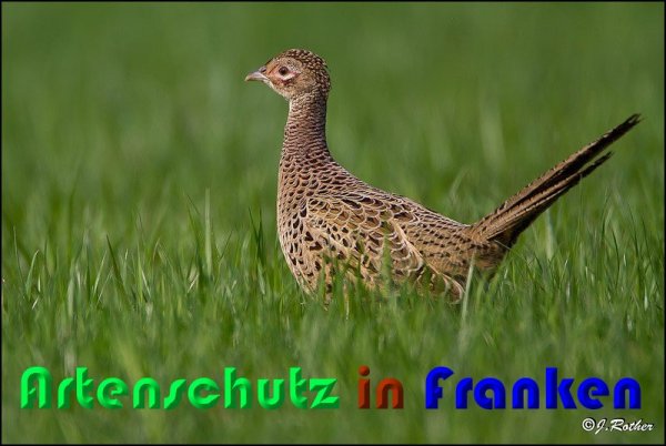 Bild zum Eintrag (1143841-160)