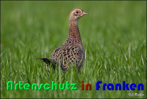 Bild zum Eintrag (1143842-160)