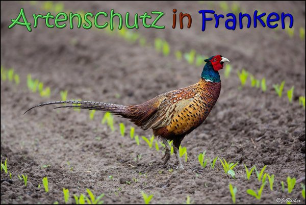 Bild zum Eintrag (1143859-160)