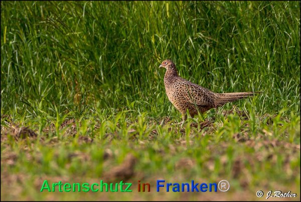 Bild zum Eintrag (1143862-160)