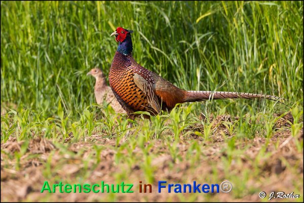 Bild zum Eintrag (1143863-160)