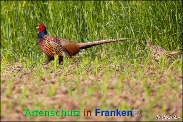 Bild zum Eintrag (1143864-160)