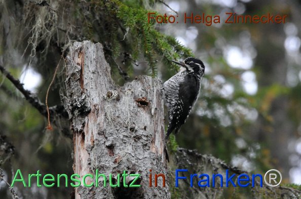 Bild zum Eintrag (1143951-160)