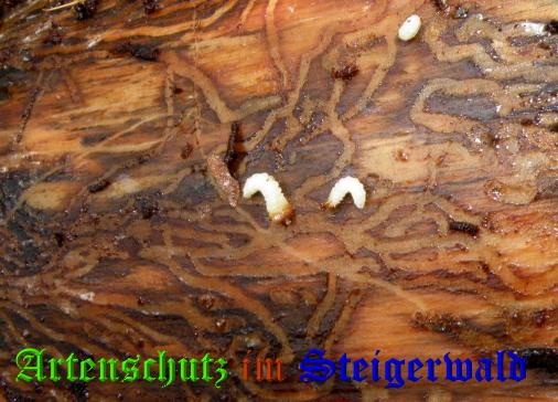 Bild zum Eintrag (1143953-160)