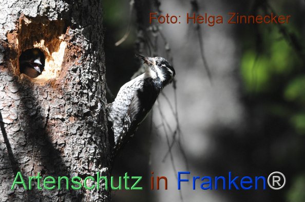 Bild zum Eintrag (1143955-160)