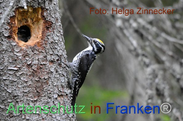 Bild zum Eintrag (1143956-160)