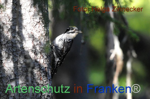Bild zum Eintrag (1143957-160)