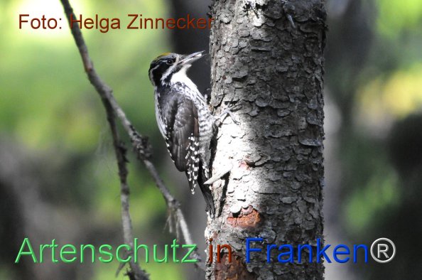 Bild zum Eintrag (1143958-160)