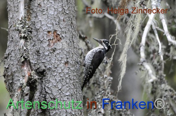Bild zum Eintrag (1143960-160)