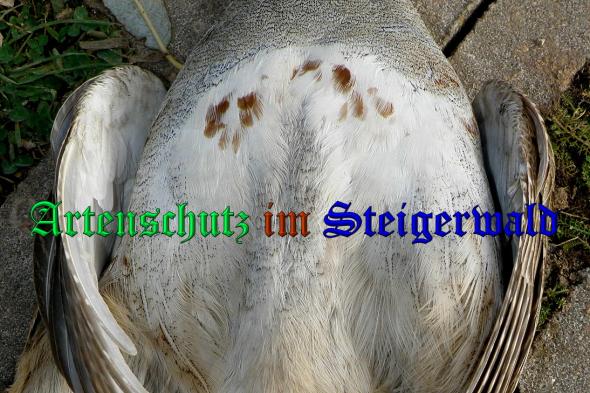 Bild zum Eintrag (1144004-160)