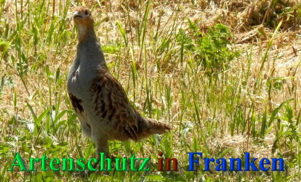 Bild zum Eintrag (1144013-160)