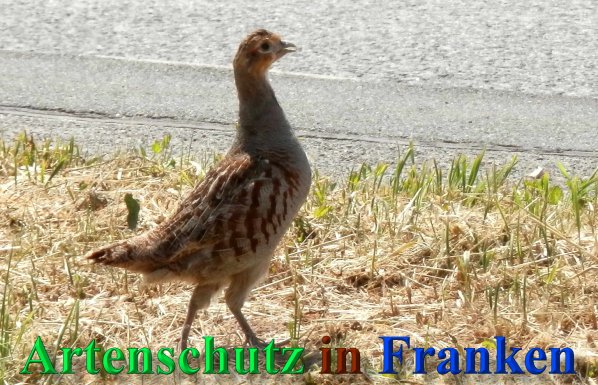 Bild zum Eintrag (1144014-160)