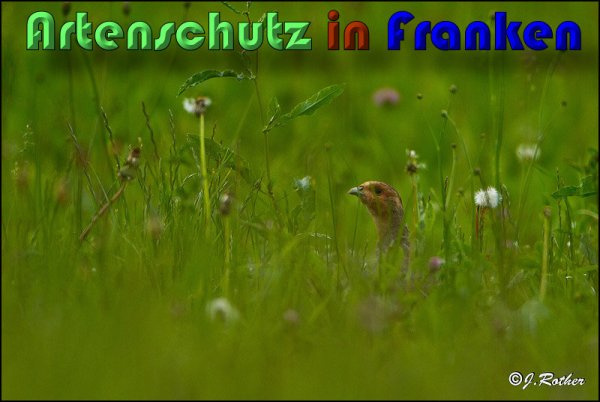 Bild zum Eintrag (1144016-160)