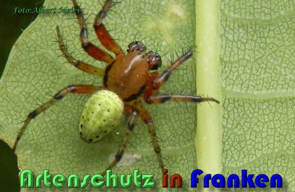 Bild zum Eintrag (1144242-160)