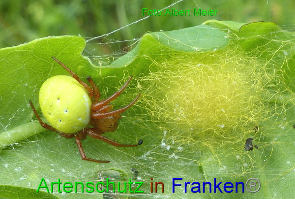 Bild zum Eintrag (1144258-160)