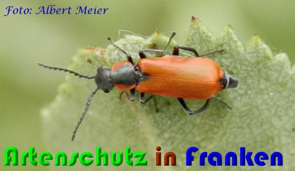 Bild zum Eintrag (1144538-160)