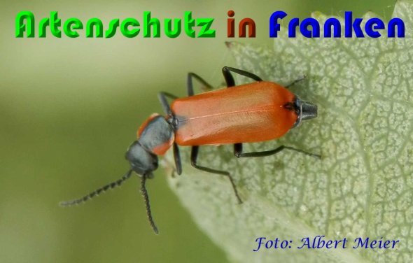Bild zum Eintrag (1144539-160)