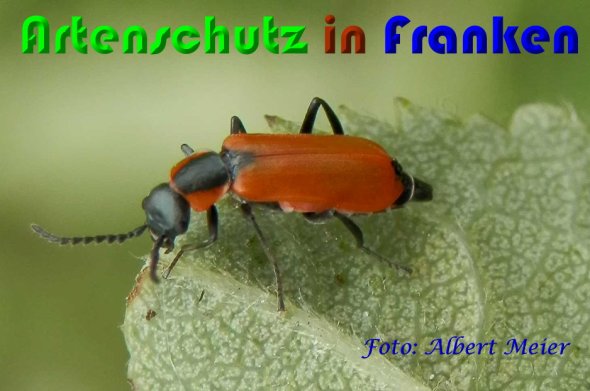 Bild zum Eintrag (1144540-160)