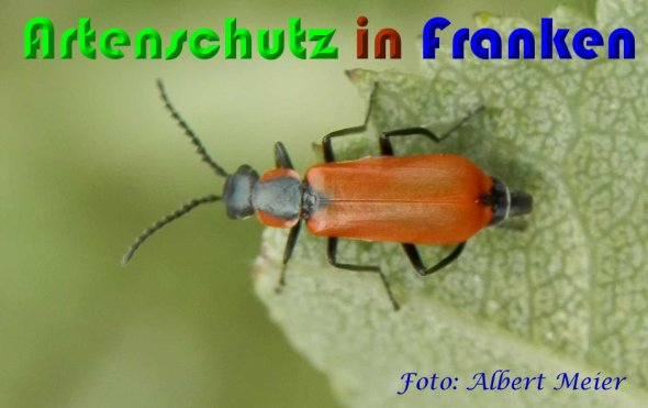 Bild zum Eintrag (1144541-160)
