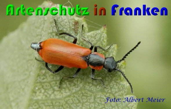 Bild zum Eintrag (1144542-160)