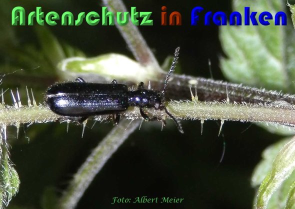 Bild zum Eintrag (1144641-160)