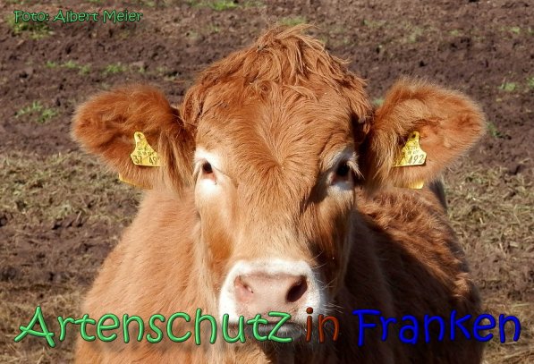 Bild zum Eintrag (1145188-160)