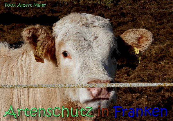 Bild zum Eintrag (1145189-160)