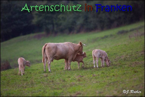 Bild zum Eintrag (1145191-160)