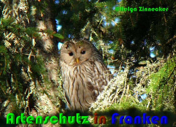 Bild zum Eintrag (1145300-160)