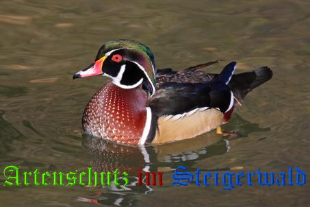 Bild zum Eintrag (1145359-160)