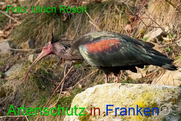 Bild zum Eintrag (1145374-160)