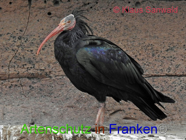 Bild zum Eintrag (1145375-160)