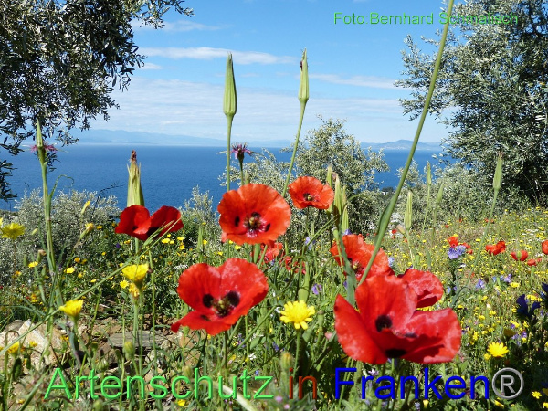 Bild zum Eintrag (1145680-160)