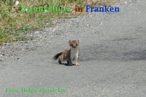 Bild zum Eintrag (1145709-160)
