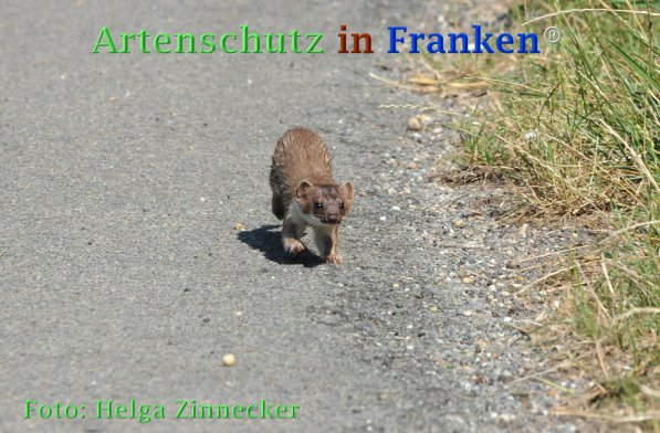 Bild zum Eintrag (1145710-160)