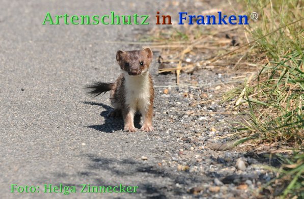 Bild zum Eintrag (1145711-160)