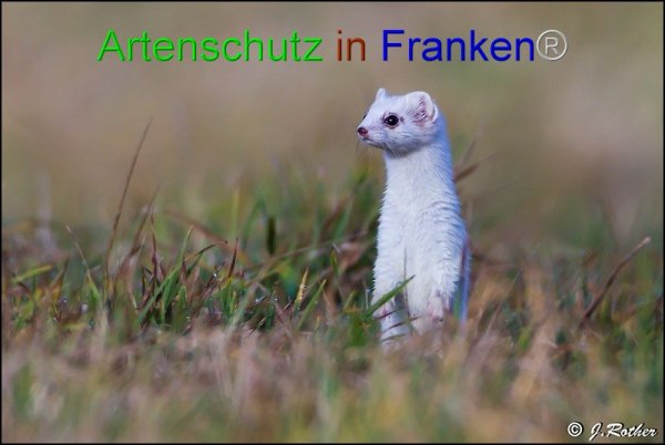 Bild zum Eintrag (1145712-160)