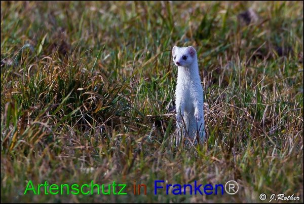 Bild zum Eintrag (1145713-160)