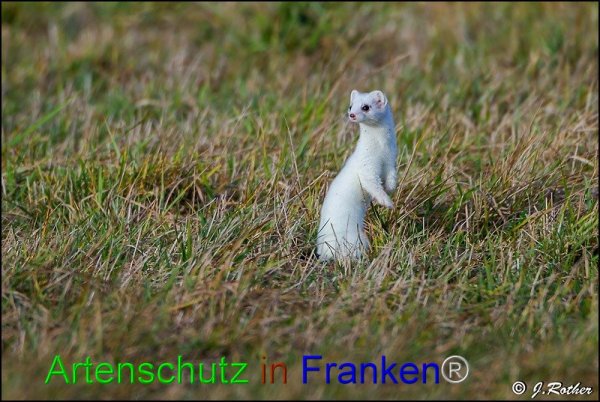 Bild zum Eintrag (1145714-160)