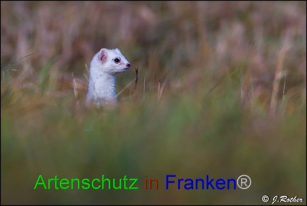 Bild zum Eintrag (1145715-160)