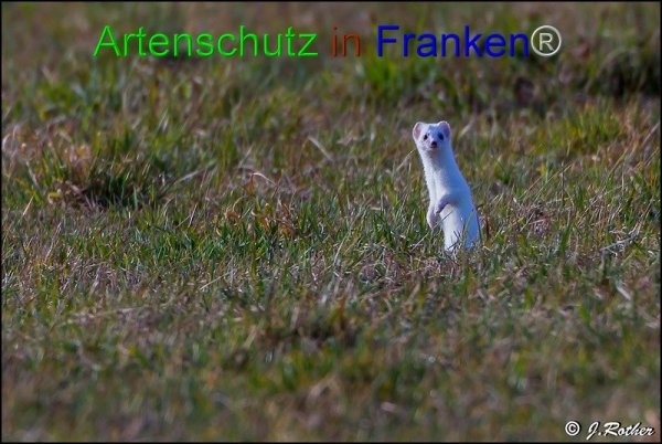 Bild zum Eintrag (1145716-160)