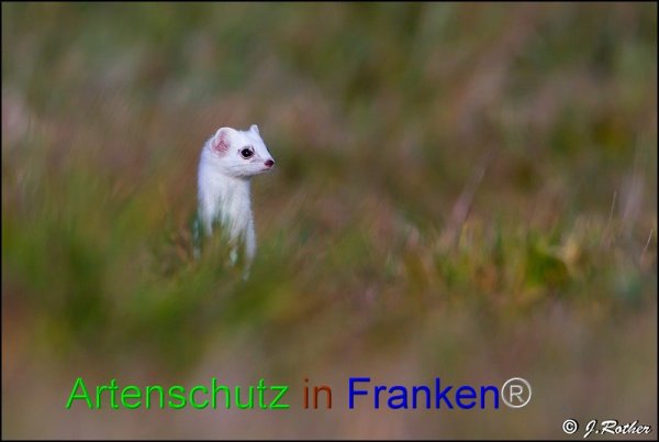 Bild zum Eintrag (1145717-160)