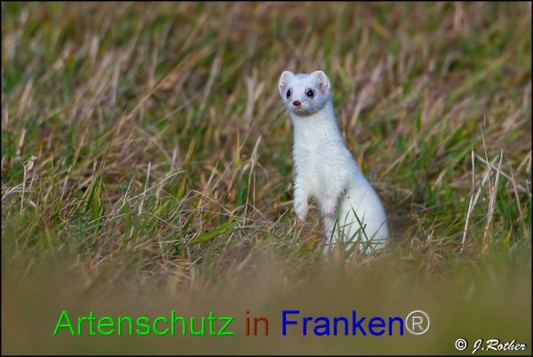 Bild zum Eintrag (1145719-160)