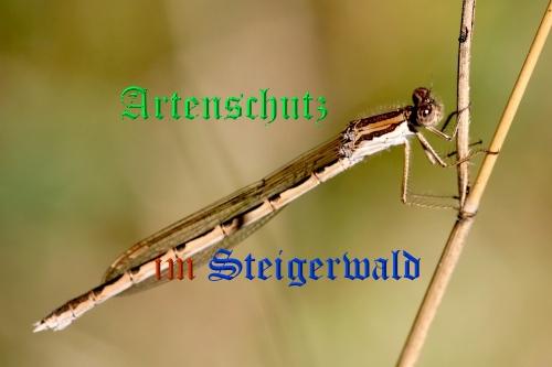 Bild zum Eintrag (1145732-160)